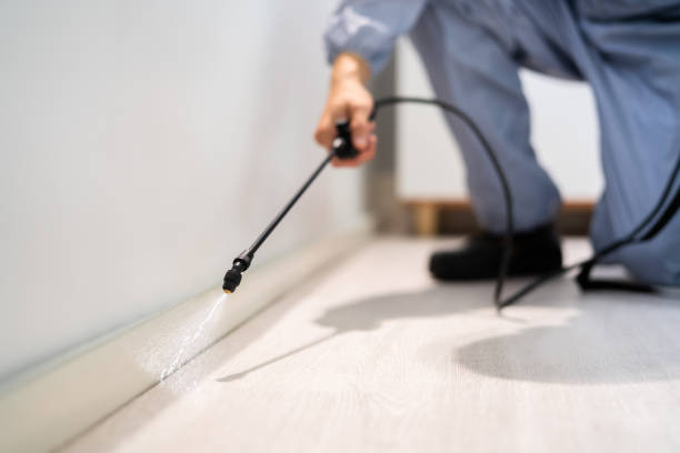 Rodent Entry Point Assessment in Patchogue