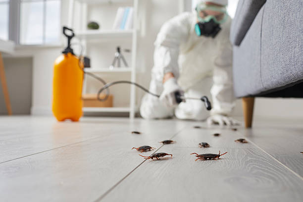 Commercial Rodent Management in Patchogue